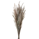 5 Pezzi • Erba Volpe naturale • 105 cm
