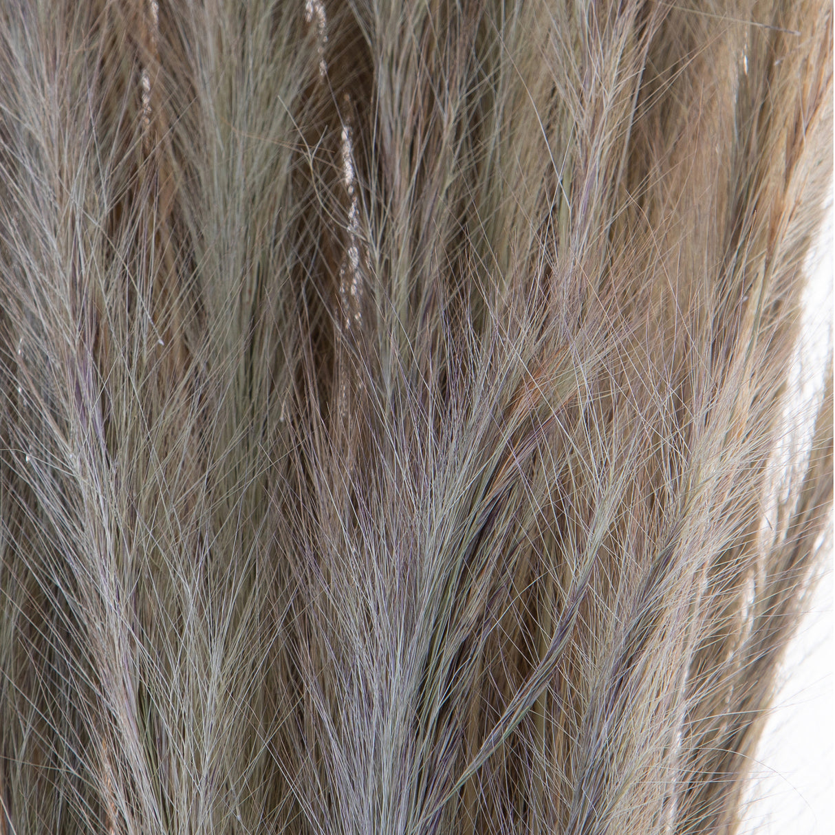 5 Pezzi • Erba Volpe naturale • 105 cm