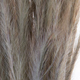 5 Pezzi • Erba Volpe naturale • 105 cm