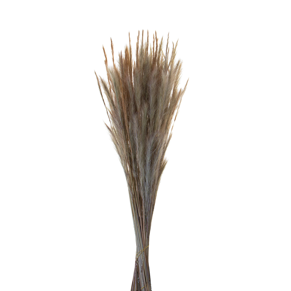 5 Pezzi • Erba Volpe naturale • 105 cm