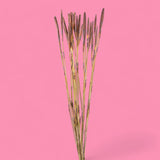 12 Pezzi • Mazzo di arrow reed 14 mazzi da 25 pezzi • 44,5 cm