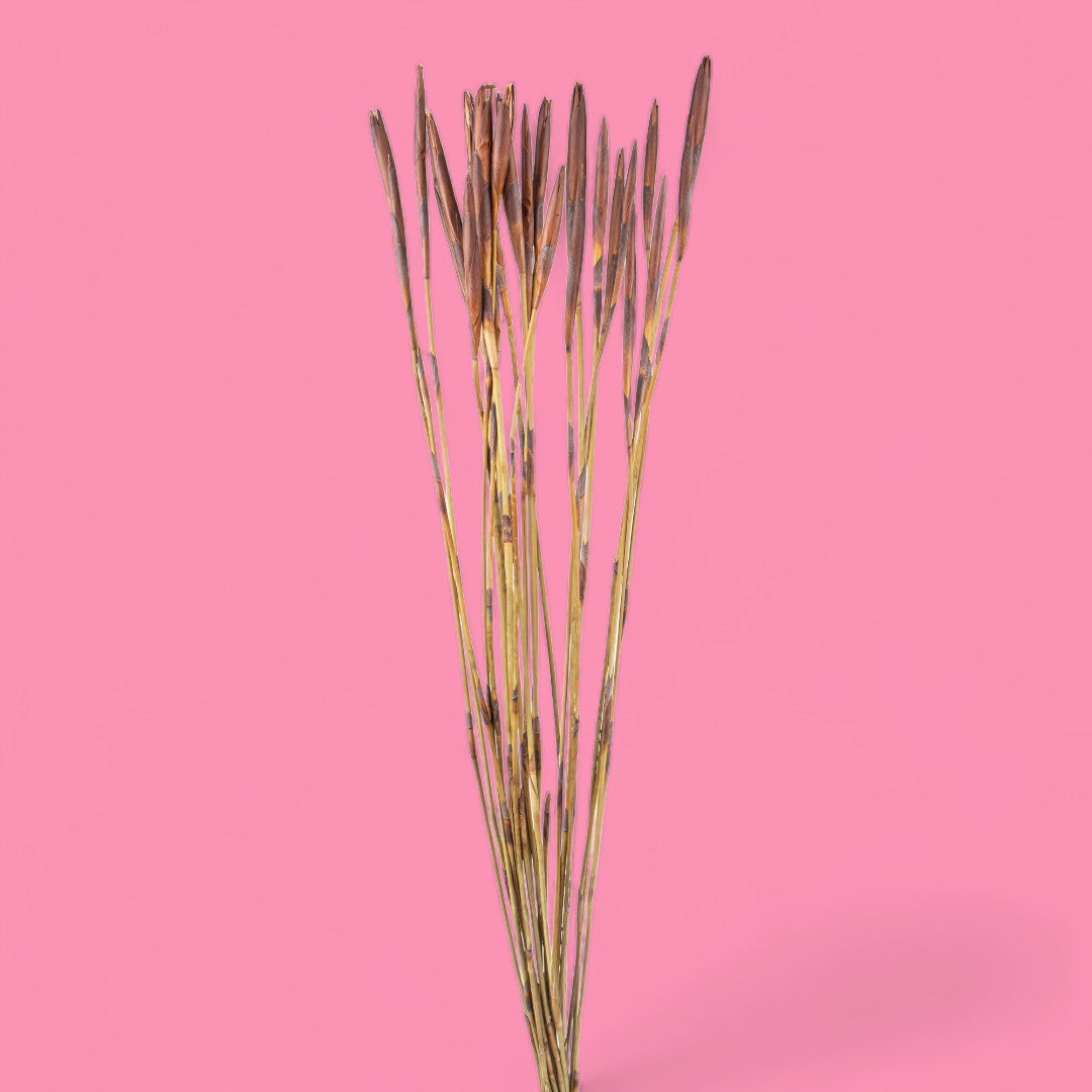 12 Pezzi • Mazzo di arrow reed 14 mazzi da 25 pezzi • 44,5 cm
