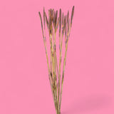 12 Pezzi • Mazzo di arrow reed 14 mazzi da 25 pezzi • 44,5 cm