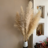 10 Pezzi • Pampas Cortadeira Sellona naturale • 170 cm