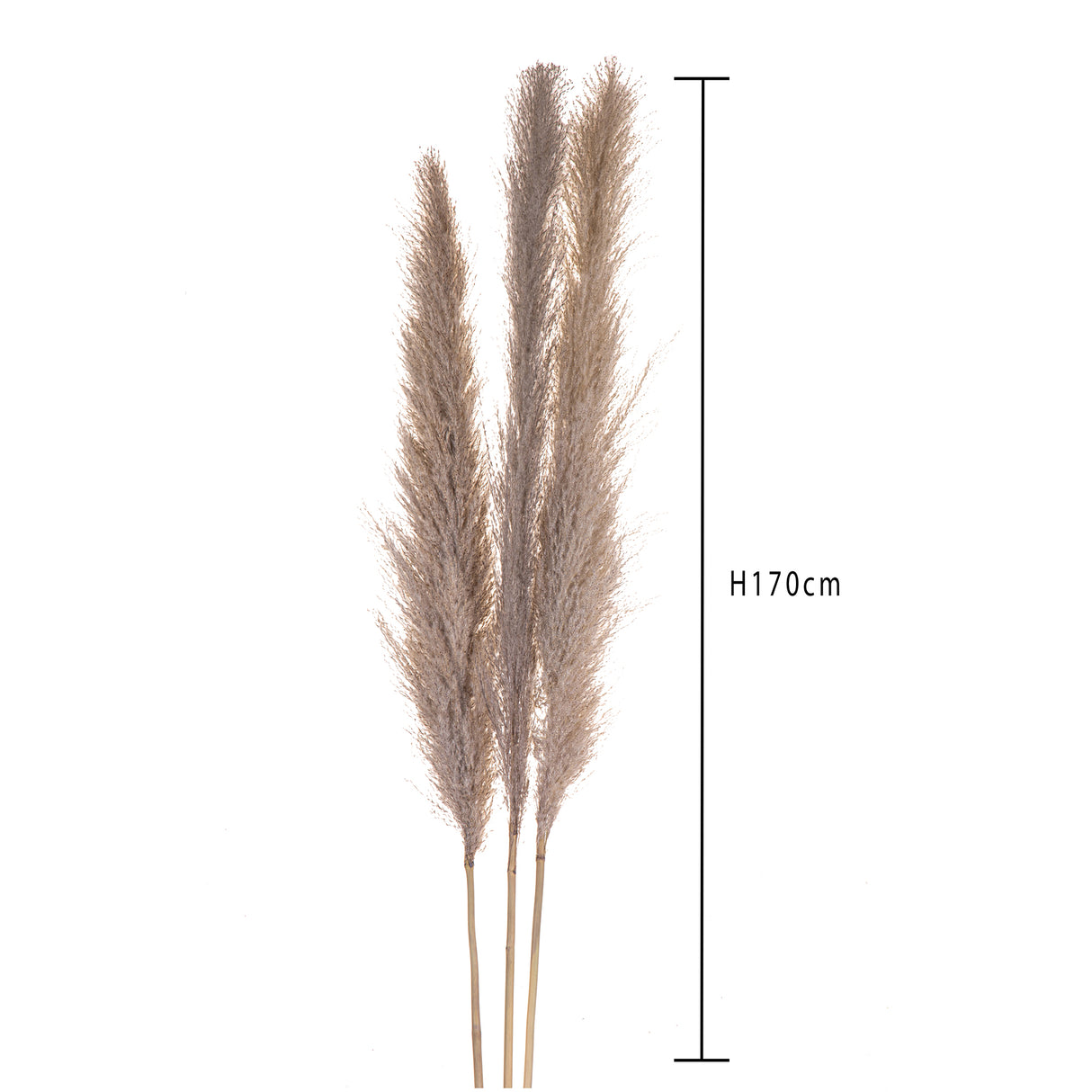 10 Pezzi • Pampas Cortadeira Sellona naturale • 170 cm