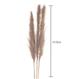 10 Pezzi • Pampas Cortadeira Sellona naturale • 170 cm