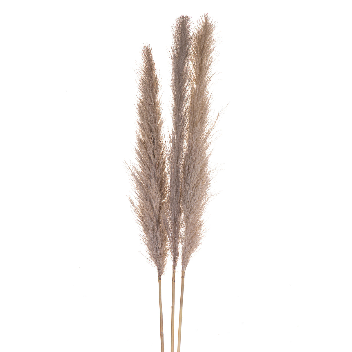 10 Pezzi • Pampas Cortadeira Sellona naturale • 170 cm