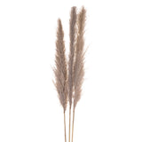 10 Pezzi • Pampas Cortadeira Sellona naturale • 170 cm