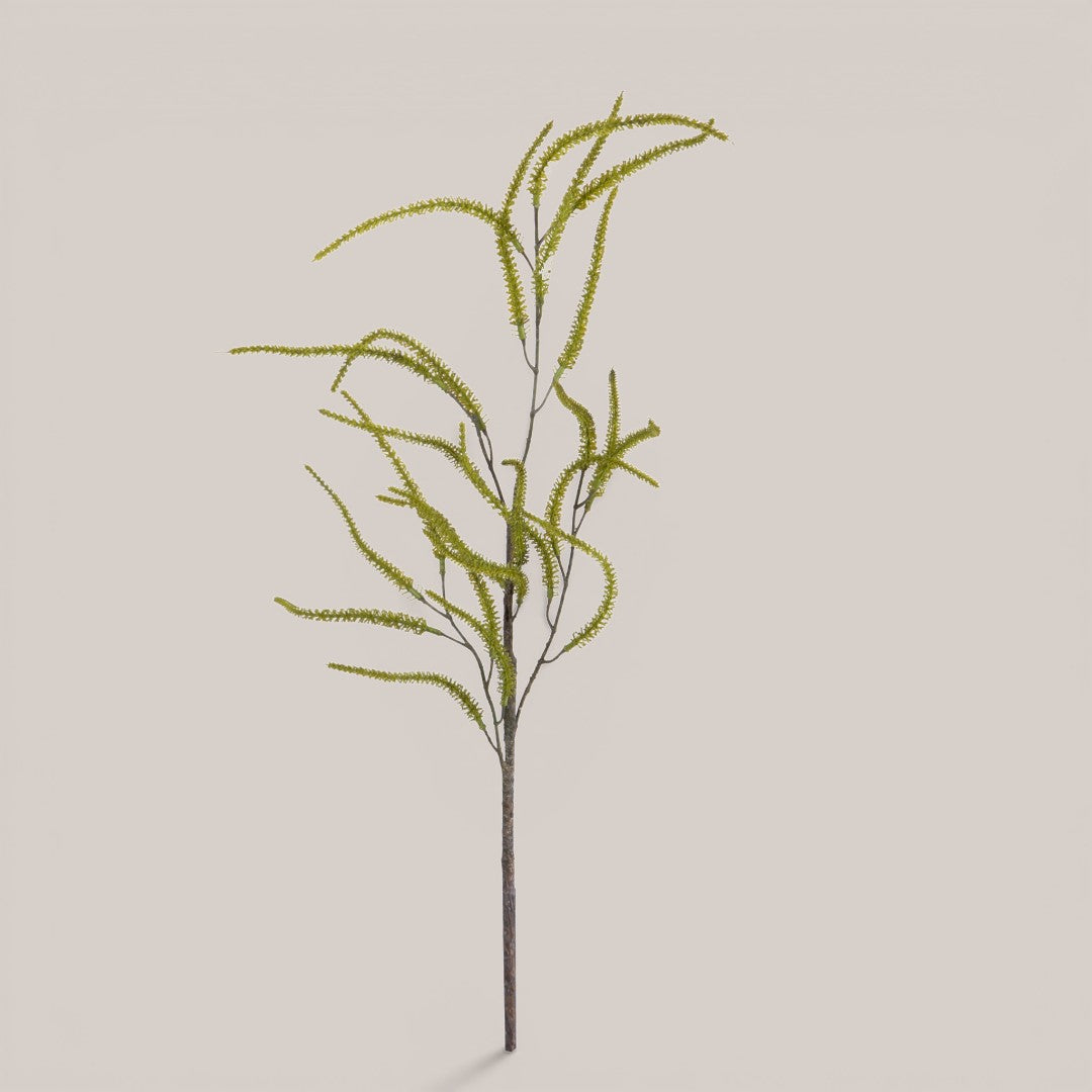 Nocciolo In Fiore • 89 cm