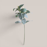 Ramo Salvia • 49cm