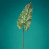 8 Pezzi • Foglia di calla artificiale • 74 cm