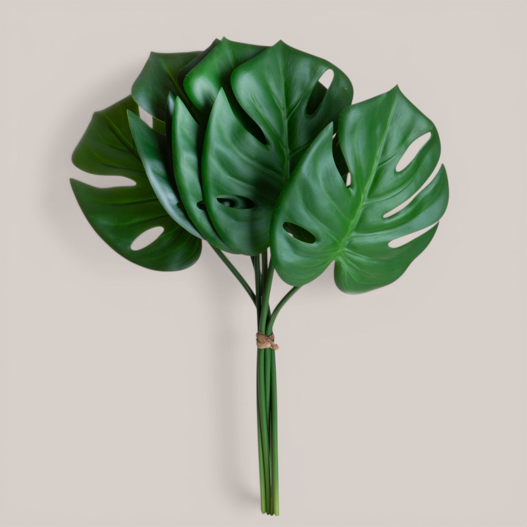 Philodendro 6 pezzi Foglie • 50 cm