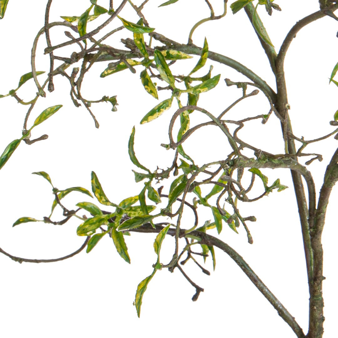 Tralcio Nocciolo • 105 cm