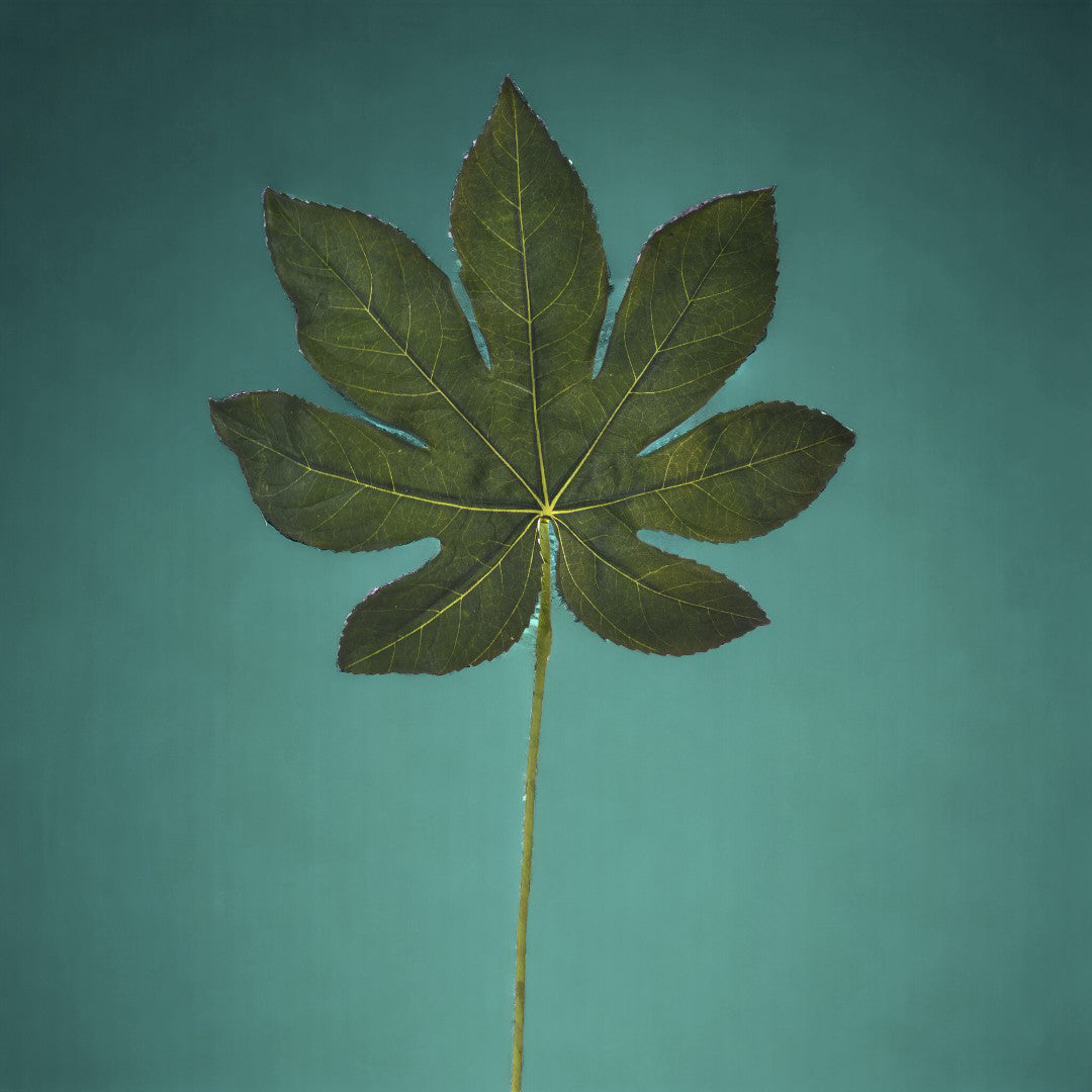 8 Pezzi • Folgia di aralia artificiale • 33 cm