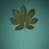 8 Pezzi • Folgia di aralia artificiale • 33 cm