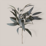 Ramo di Eucalyptus •  74 cm
