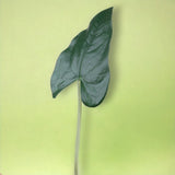 4 Pezzi • Foglia anthurium artificiale •  55 cm