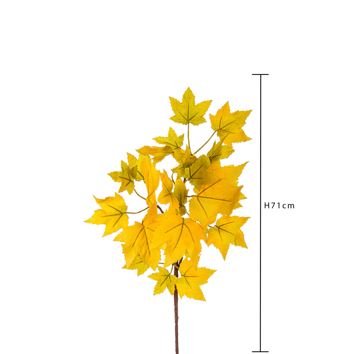 3 Pezzi • Platano autunnale piccolo • 70 cm