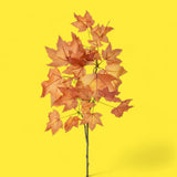 3 Pezzi • Platano autunnale piccolo • 71 cm
