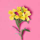 8 Pezzi • Fiore di Alstromeria artificiale • 62 cm