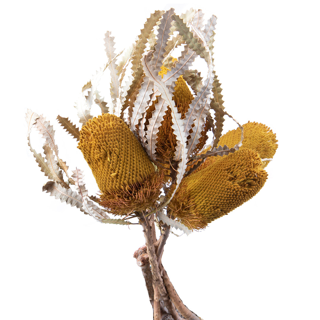 5 Pezzi • Banksia hookerana • 40 cm