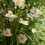 Fascio con Narcisi • 70 cm