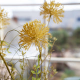 Fiori Di Campo con Tarassaco • 60 cm