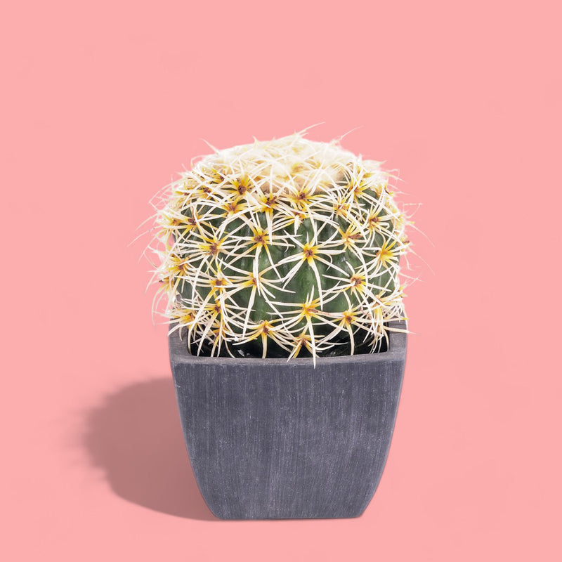 2 Pezzi • Cactus con vaso artificiale •  14 cm