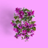 Fiore di Bouganville cadente artificiale per 11 fiori • 60 cm