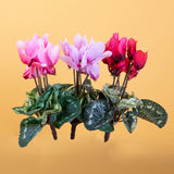 8 Pezzi • Mini ciclamino artificiale 7 fiori • 18 cm