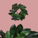 Corona con magnolia • H 10 cm