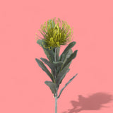 8 Pezzi • Protea artificiale 14 foglie • 67 cm