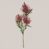Protea per 3 fiori • 61 cm