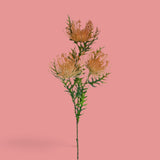12 Pezzi • Protea per 3 fiori • 61 cm
