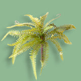 Mini felce 22 foglie artificiale •  36 cm