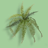 Felce boston artificiale •  23 cm