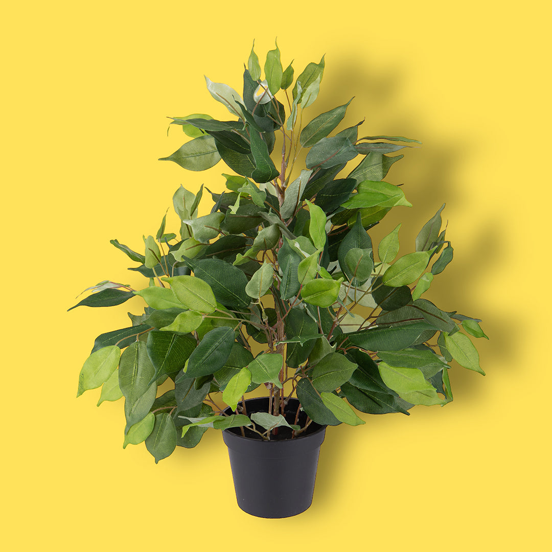 Verde artificiale Ficus con vaso • 55 cm