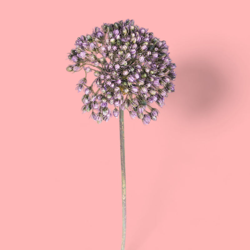 2 Pezzi • Fiore di allium artificiale • 65 cm