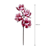Magnolia x4 • 95 cm