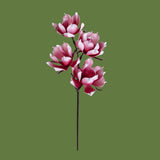 Magnolia x4 • 95 cm