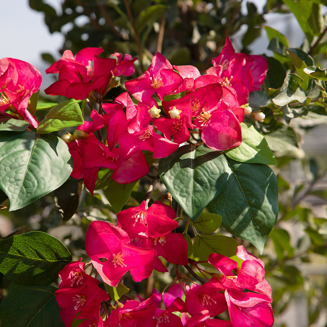 Bouganville Tralcio • 100 cm