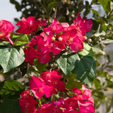Bouganville Tralcio • 100 cm