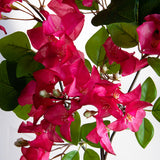 Bouganville Tralcio • 100 cm