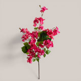 Bouganville Tralcio • 100 cm