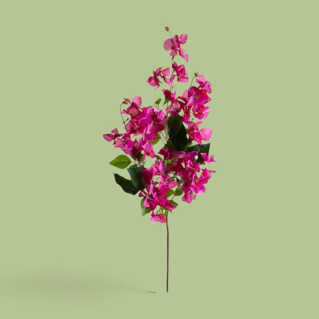 4 Pezzi • Bouganville Tralcio • 100 cm