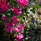 Bouganville Tralcio • 100 cm