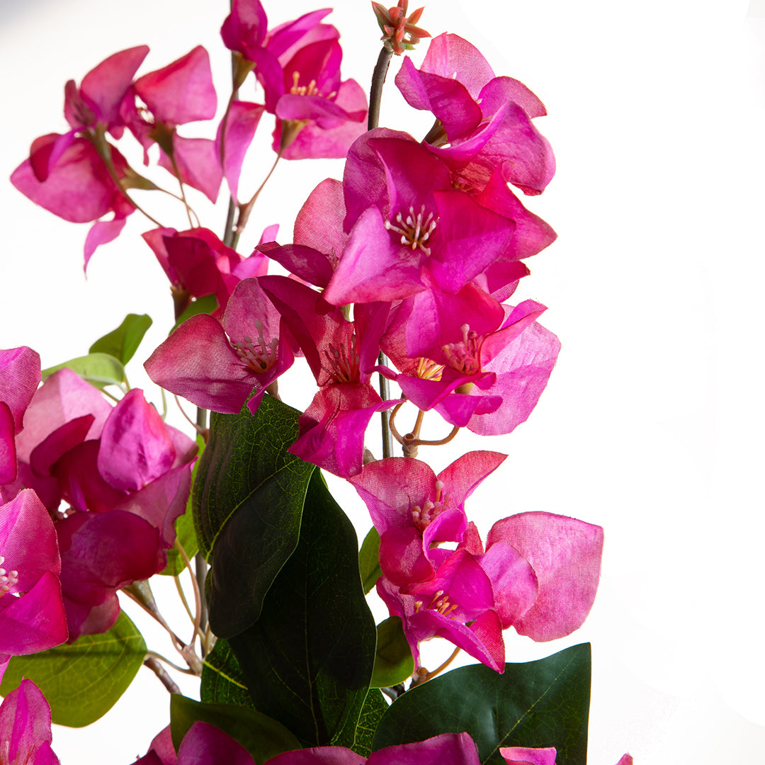 Bouganville Tralcio • 100 cm