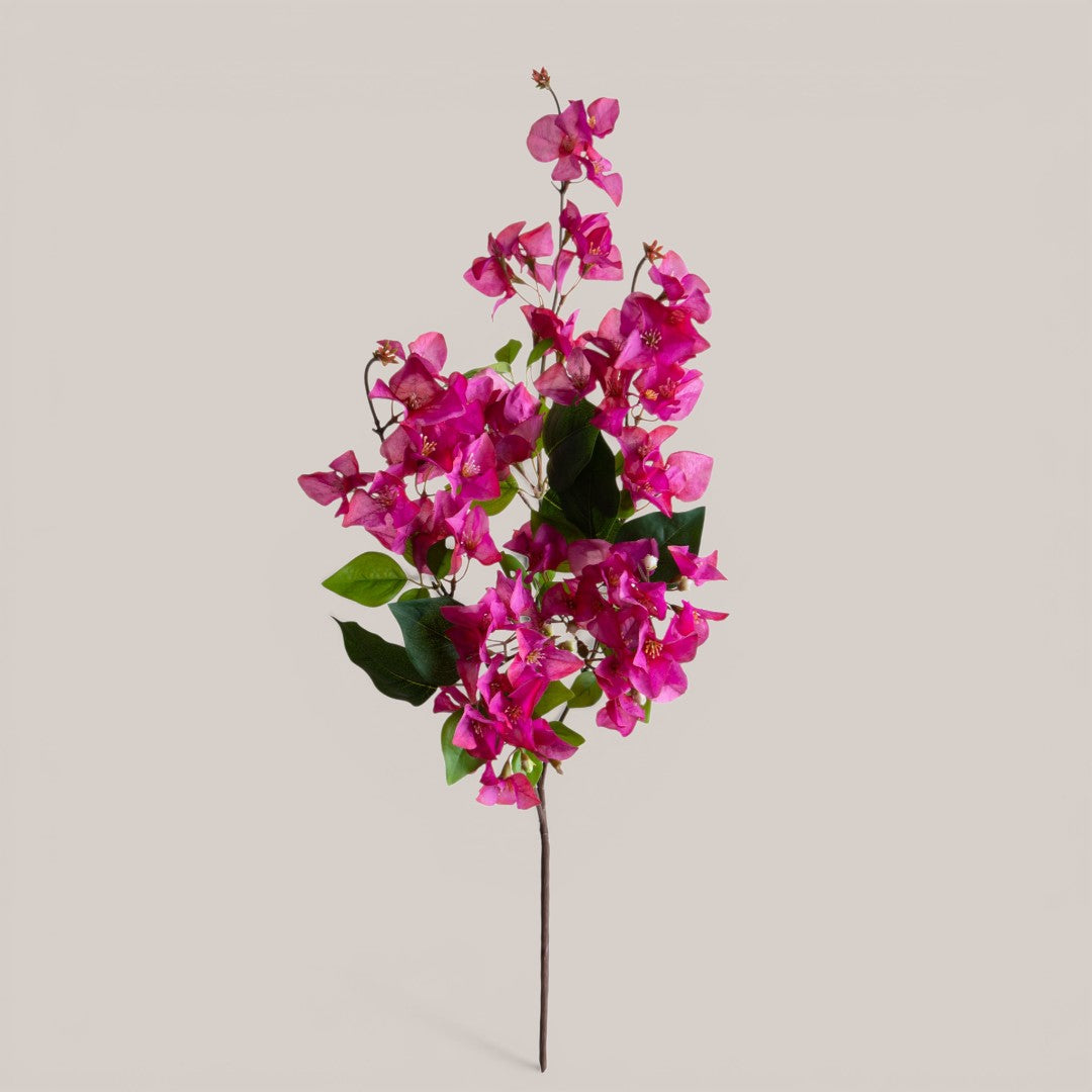 Bouganville Tralcio • 100 cm