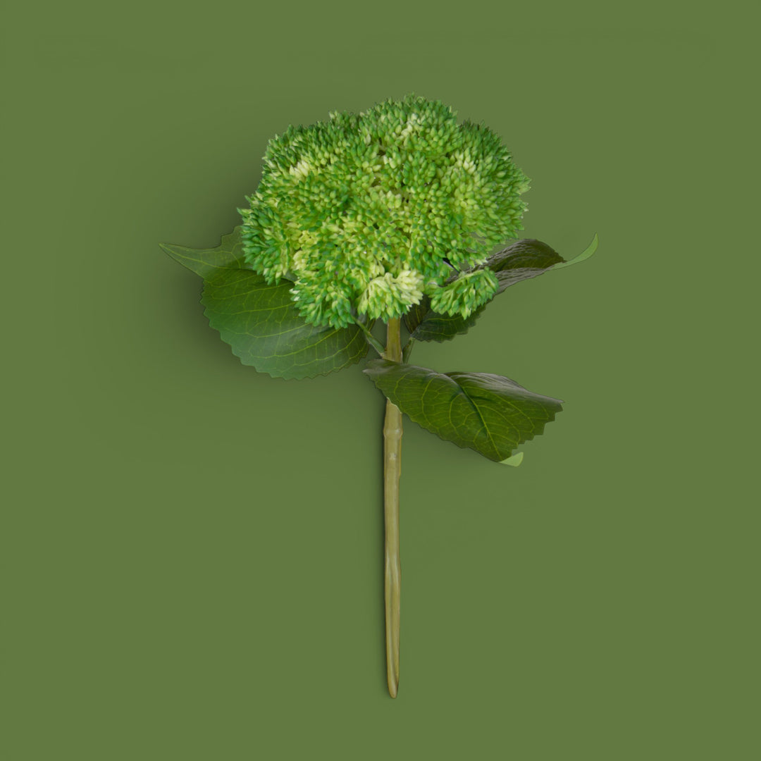 Sedum • 30 cm