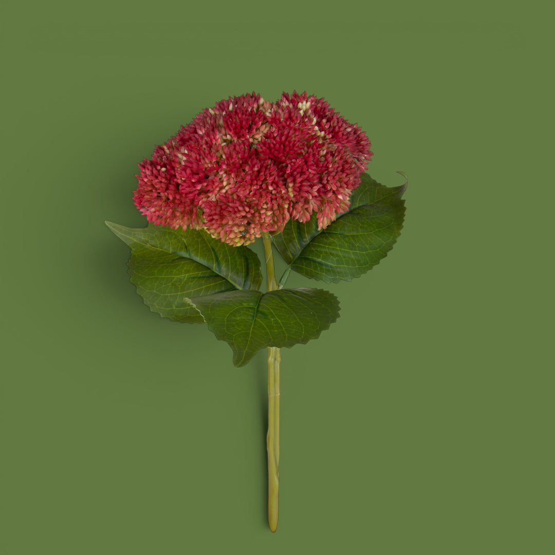 Sedum • 30 cm
